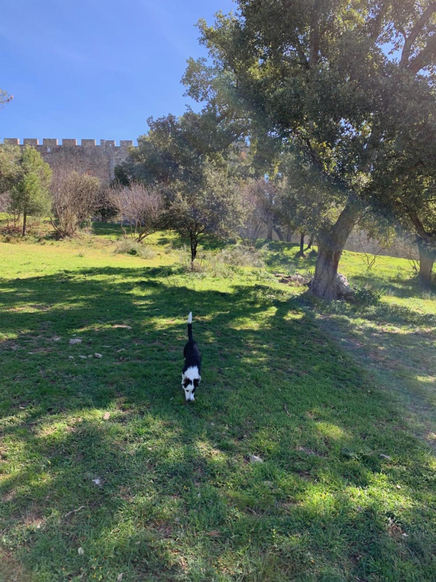 El Refugio De Felix Villa Sotillo de la Adrada Dış mekan fotoğraf